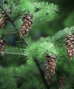 Douglas Fir Christmas Tree Live Plant – 3