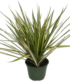 Dracaena marginata Live Plant - 6 Inch Pot Dragon Tree Houseplant - Image 2