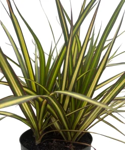 Dracaena marginata Live Plant - 6 Inch Pot Dragon Tree Houseplant - Image 3