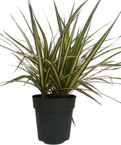 Dracaena marginata Live Plant - 6 Inch Pot Dragon Tree Houseplant - Image 4