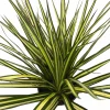 Dracaena marginata Live Plant - 6 Inch Pot Dragon Tree Houseplant - Image 1