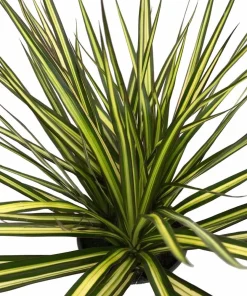 Dracaena marginata Live Plant - 6 Inch Pot Dragon Tree Houseplant - Image 1