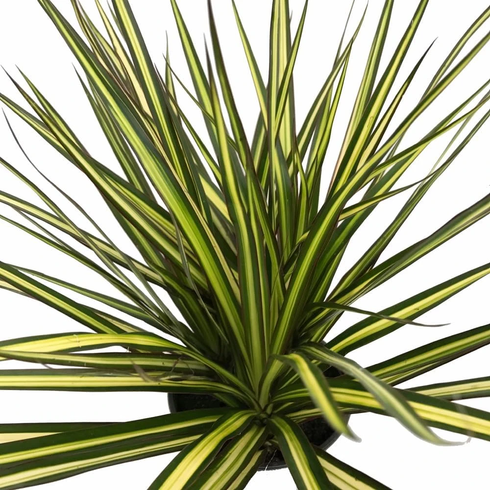 Dracaena marginata Live Plant - 6 Inch Pot Dragon Tree Houseplant - Image 1