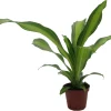 Dracaena Marley Dragon Tree Live Plant - Easy Care Houseplant - 4" Pot - Image 1