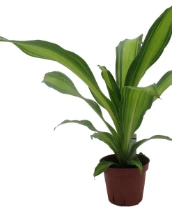 Dracaena Marley Dragon Tree Live Plant - Easy Care Houseplant - 4