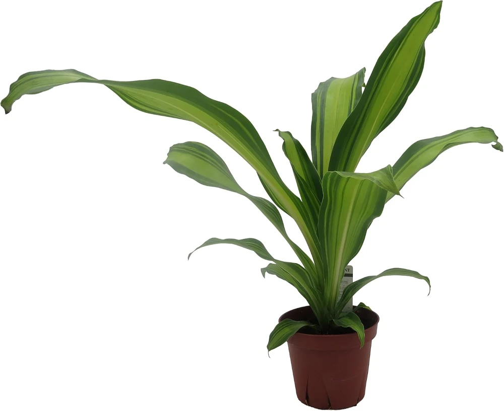 Dracaena Marley Dragon Tree Live Plant - Easy Care Houseplant - 4" Pot - Image 1