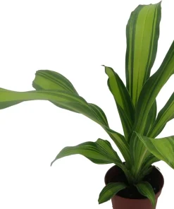 Dracaena Marley Dragon Tree Live Plant - Easy Care Houseplant - 4" Pot - Image 2