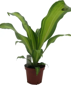 Dracaena Marley Dragon Tree Live Plant - Easy Care Houseplant - 4