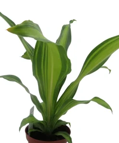 Dracaena Marley Dragon Tree Live Plant - Easy Care Houseplant - 4