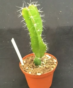 Dragon Fruit 'Edgar's Baby' Live Plant – Hylocereus – 3