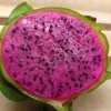 Dragon Fruit 'Edgar's Baby' Live Plant – Hylocereus – 3" Pot – Purple-Red Fruit - Image 1