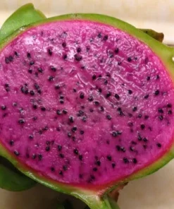 Dragon Fruit 'Edgar's Baby' Live Plant – Hylocereus – 3