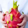 Dragon Fruit (Pitahaya) Plant Cuttings & Seeds - US Grown - Image 1