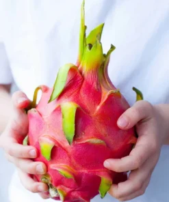 Dragon Fruit (Pitahaya) Plant Cuttings & Seeds - US Grown - Image 1