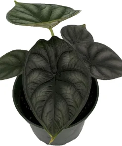 Dragon Scale Alocasia Live Plant - 4 inch Pot - Potted Houseplant - Image 2