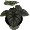 Dragon Scale Alocasia Live Plant - 4 inch Pot - Potted Houseplant - Image 1