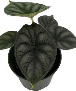 Dragon Scale Alocasia Live Plant - 4 inch Pot - Potted Houseplant - Image 1