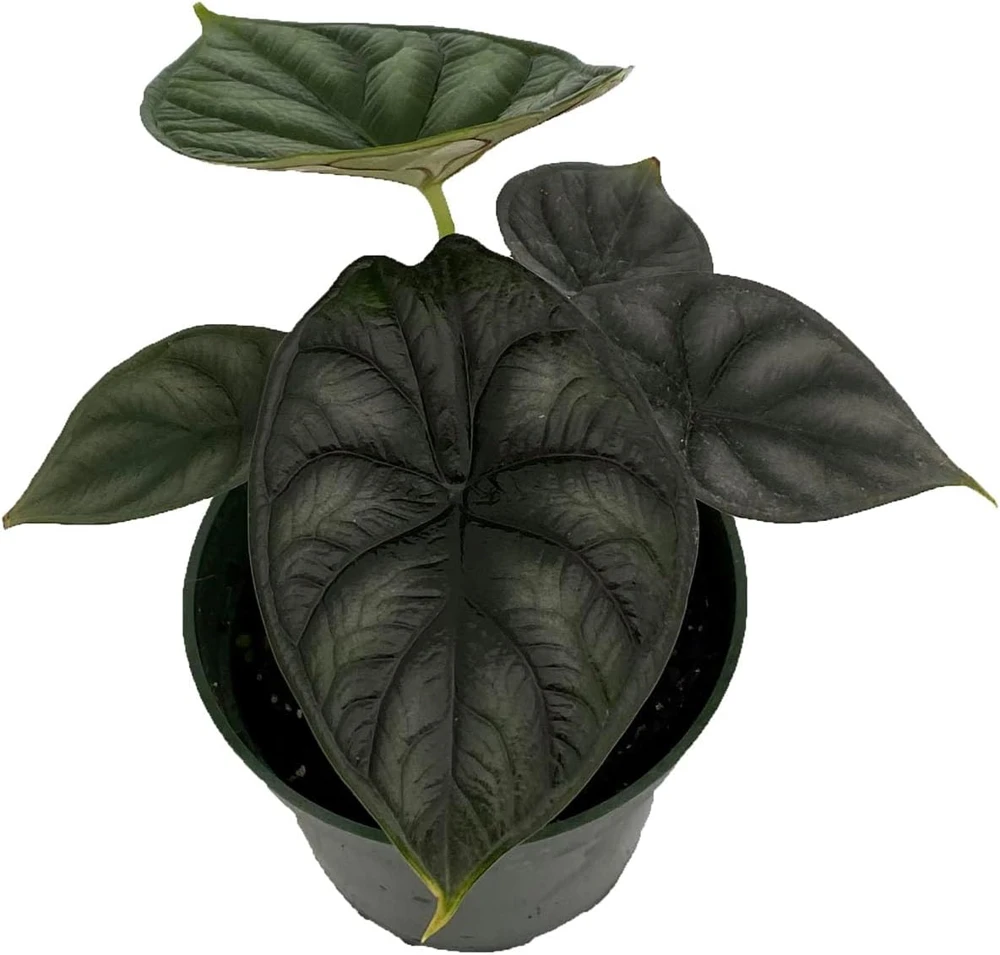Dragon Scale Alocasia Live Plant - 4 inch Pot - Potted Houseplant - Image 1