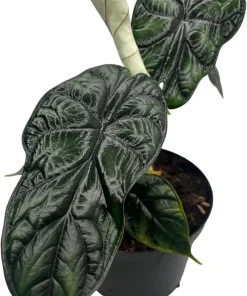 Dragon Scale Alocasia Live Plant – 6 Inch Pot – Houseplant - Image 2
