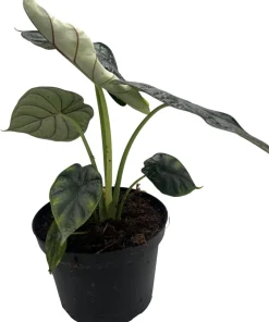 Dragon Scale Alocasia Live Plant – 6 Inch Pot – Houseplant - Image 3