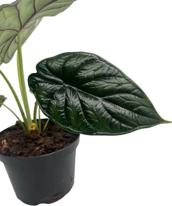 Dragon Scale Alocasia Live Plant – 6 Inch Pot – Houseplant - Image 4