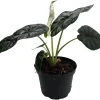 Dragon Scale Alocasia Live Plant – 6 Inch Pot – Houseplant - Image 1