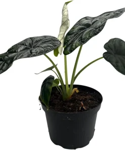 Dragon Scale Alocasia Live Plant – 6 Inch Pot – Houseplant - Image 1