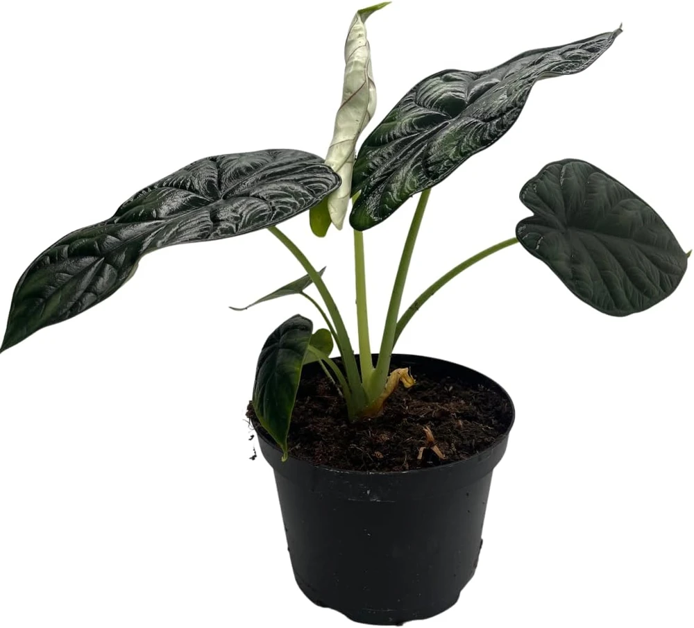 Dragon Scale Alocasia Live Plant – 6 Inch Pot – Houseplant - Image 1