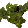 Dragon Tail Callisia soconuscensis Live Plant – 2.5" Pot – Easy Care Houseplant - Image 1