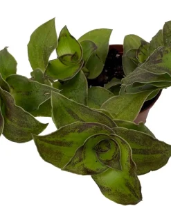 Dragon Tail Callisia soconuscensis Live Plant – 2.5