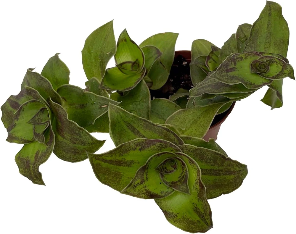 Dragon Tail Callisia soconuscensis Live Plant – 2.5" Pot – Easy Care Houseplant - Image 1