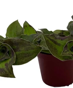Dragon Tail Callisia soconuscensis Live Plant – 2.5" Pot – Easy Care Houseplant - Image 2