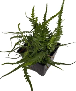Dragon Tail Fern Live Plant - Asplenium ebenoides - Quart Pot - Indoor/Outdoor - Image 2
