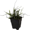 Dragon Tail Fern Live Plant - Asplenium ebenoides - Quart Pot - Indoor/Outdoor - Image 1