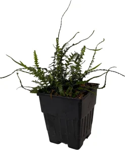Dragon Tail Fern Live Plant - Asplenium ebenoides - Quart Pot - Indoor/Outdoor - Image 1