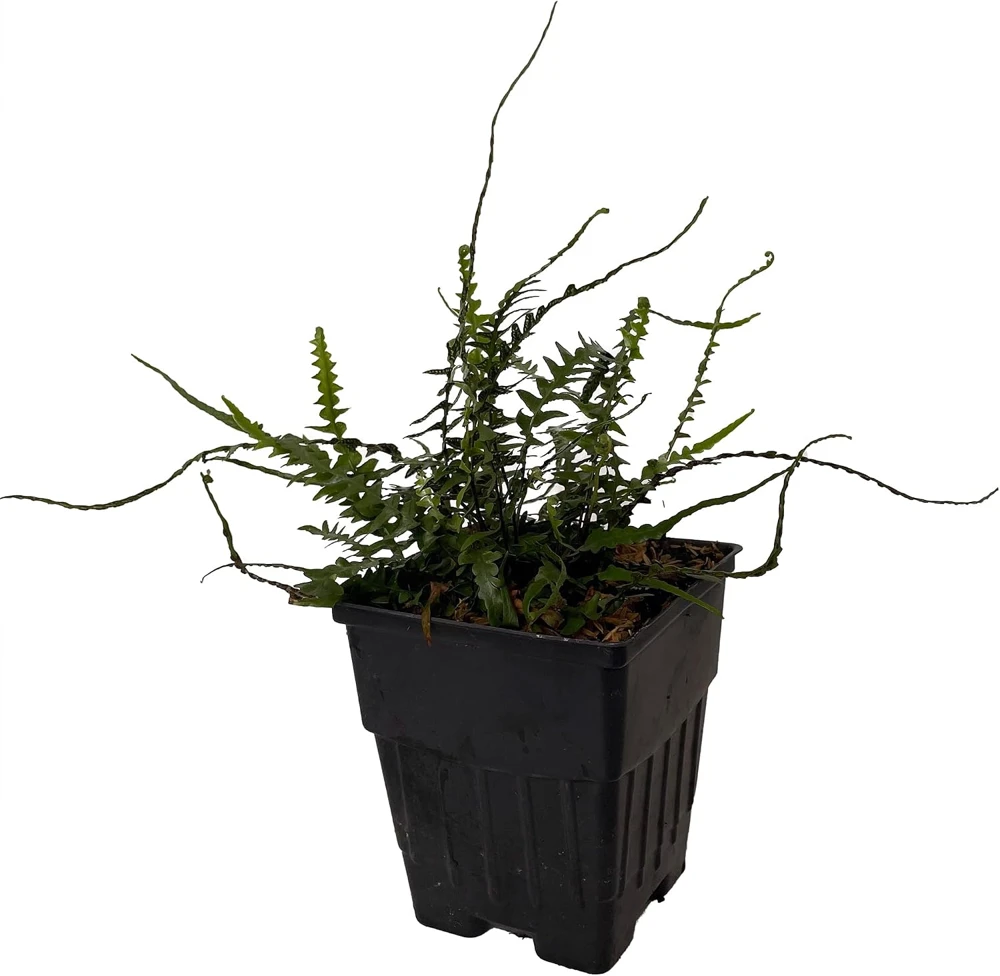 Dragon Tail Fern Live Plant - Asplenium ebenoides - Quart Pot - Indoor/Outdoor - Image 1