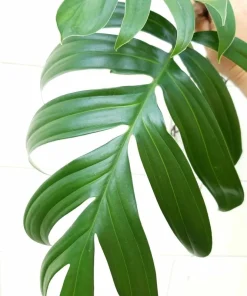 Dragon Tail Rhaphidophora Decursiva Live Plant – Giant Climber – 4" Pot – Indoor - Image 2