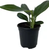 Dragon Tail Rhaphidophora Decursiva Live Plant – Giant Climber – 4" Pot – Indoor - Image 1