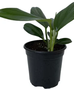 Dragon Tail Rhaphidophora Decursiva Live Plant – Giant Climber – 4