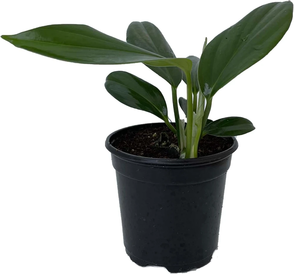 Dragon Tail Rhaphidophora Decursiva Live Plant – Giant Climber – 4" Pot – Indoor - Image 1