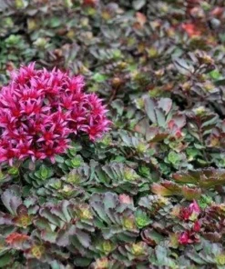 Dragon's Blood Sedum Live Plant - Stonecrop Groundcover - Quart Pot - Image 2