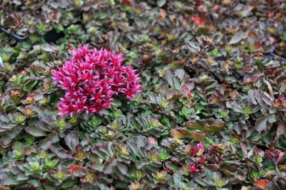 Dragon's Blood Sedum Live Plant - Stonecrop Groundcover - Quart Pot - Image 2