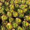 Dragon's Blood Sedum Live Plant - Stonecrop Groundcover - Quart Pot - Image 1
