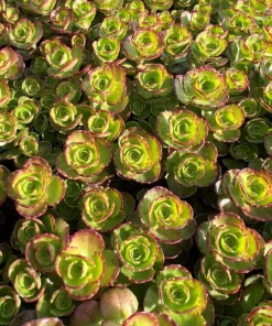Dragon's Blood Sedum Live Plant - Stonecrop Groundcover - Quart Pot - Image 1