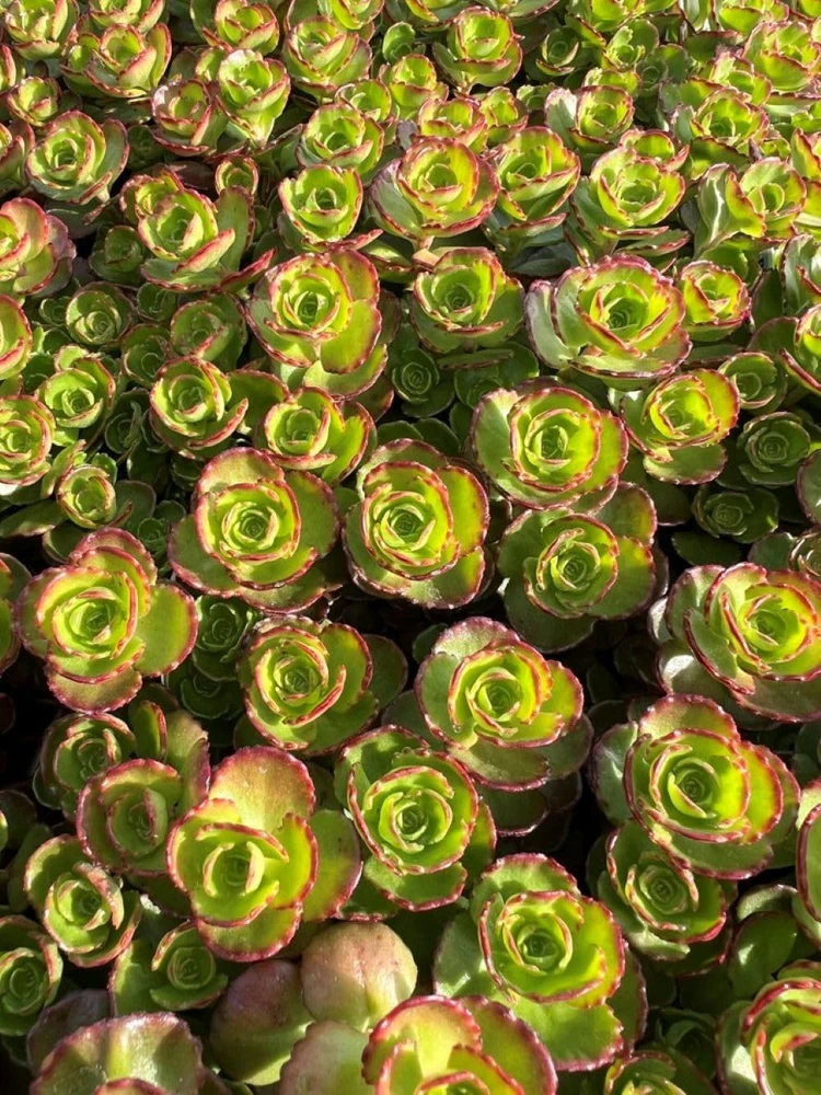 Dragon's Blood Sedum Live Plant - Stonecrop Groundcover - Quart Pot - Image 1