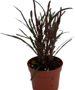 Dragon's Tongue Hemigraphis Live Plant - 2.5" Pot - Indoor Houseplant - Image 2