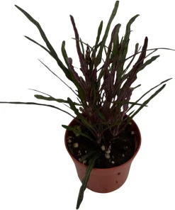 Dragon's Tongue Hemigraphis Live Plant - 2.5