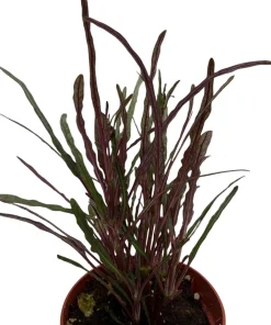 Dragon's Tongue Hemigraphis Live Plant - 2.5