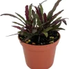 Dragon's Tongue Hemigraphis Live Plant - 2.5" Pot - Indoor Houseplant - Image 1