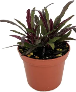 Dragon's Tongue Hemigraphis Live Plant - 2.5